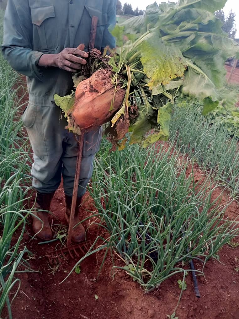 Agriculture
